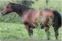 Moench Ranch Broodmare: MPH Limited Edition