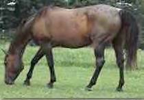 Moench Ranch Broodmare: Satin Drifter