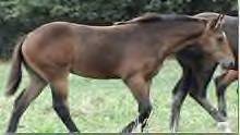 Sale Barn Foal: Bay Filly (Isle Drift X Royally Smoke) 