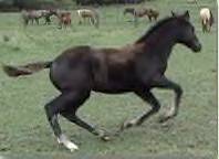 Sale Barn Foal: Black Filly (Isle Drift X Smokes Town Scandal)