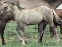 Sale Barn Foal: Grullo Stud Colt (Stylin Beau X Gi Gi Pretty Smoke)