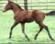 Sale Barn Foal: Bay Filly ((An Okies Totin Guns X Pistol Pack N Playgun)