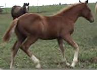 Sale Barn Foal: Chestnut Stud Colt (Stylin Beau X A Real Smokin Jessi)