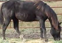 Sale Barn Yearling: Stylish Pine Smoke (Stylin Beau X Smokes Pine Drift)